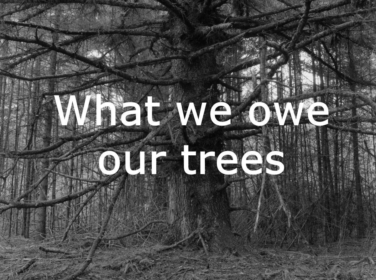 What We Owe Our Trees - The New Yorker magazine - Information for the ...