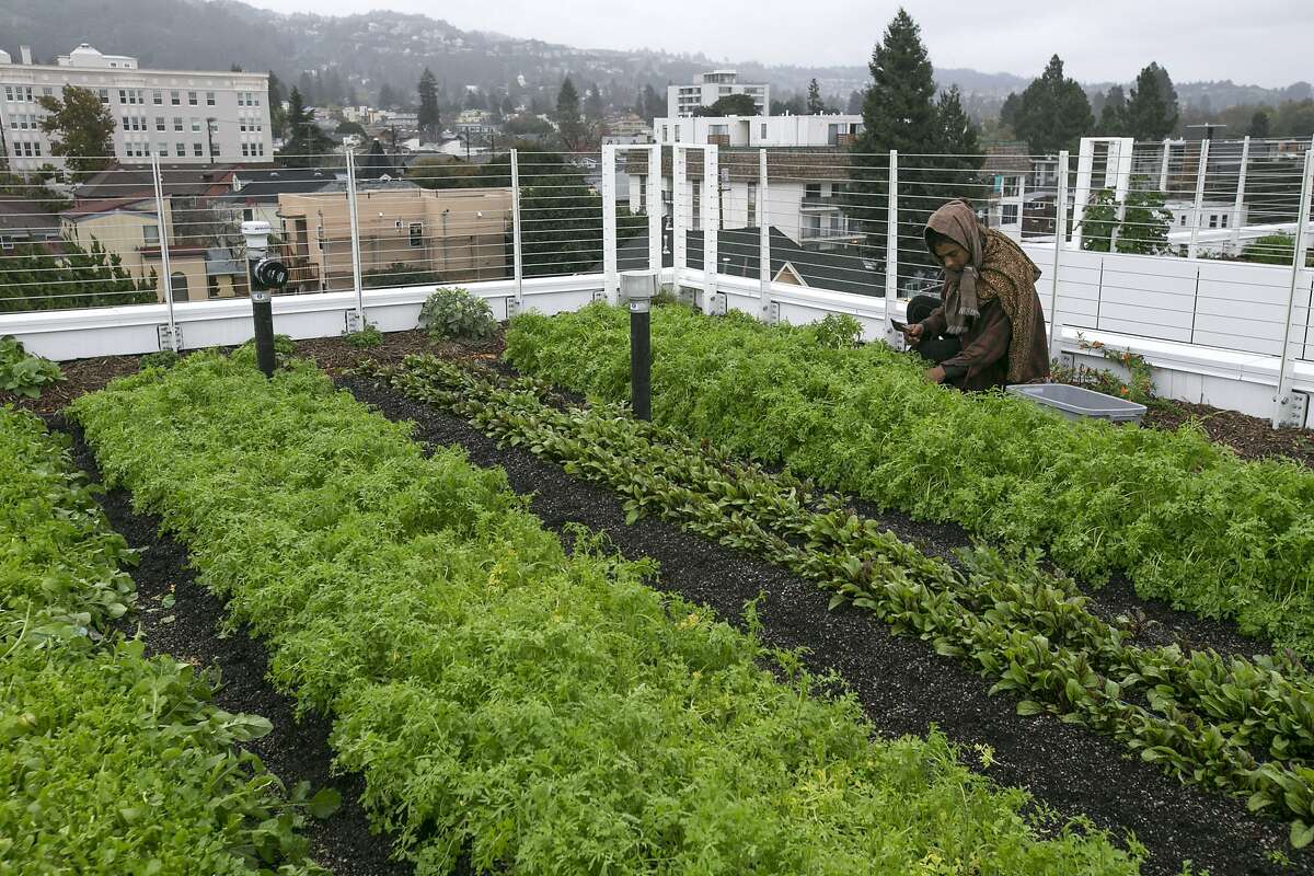 Inside Bluma Flower Farm in Berkeley, a Stunning Rooftop Garden